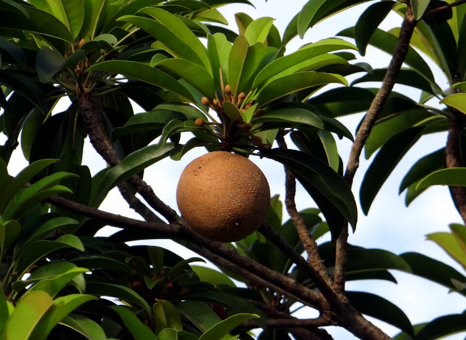 Tropical-fruit sweet india