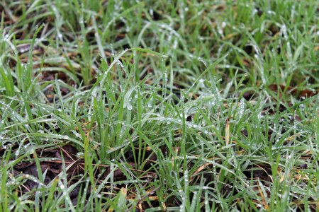 Grass nature dew