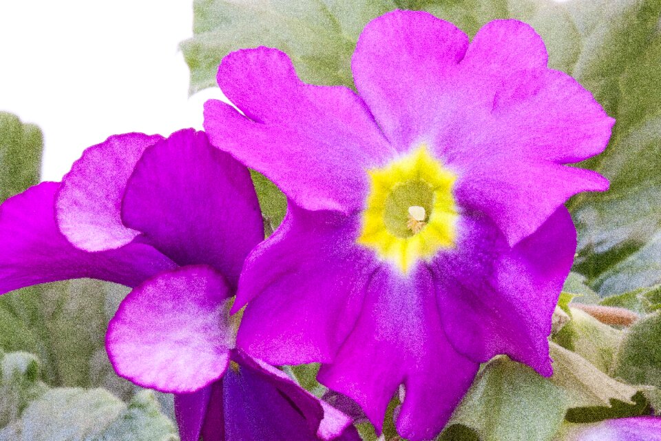 Genus primrose primrose varieties
