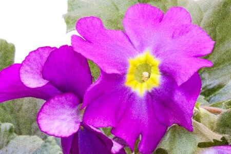Genus primrose primrose varieties