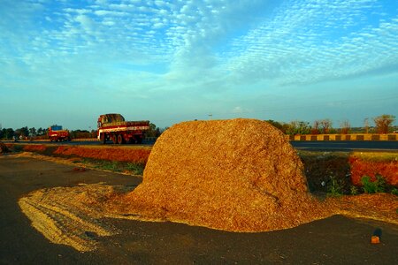 Bagasse fodder crop residue