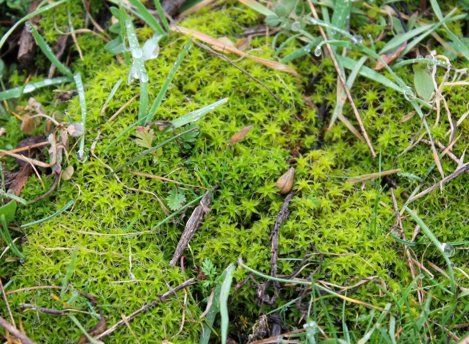 Green nature plant