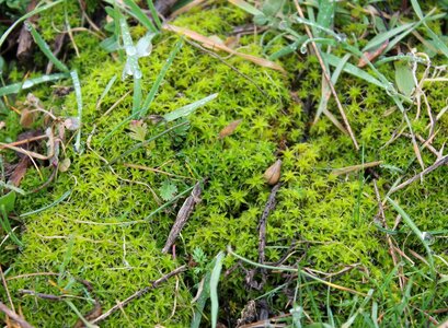 Green nature plant