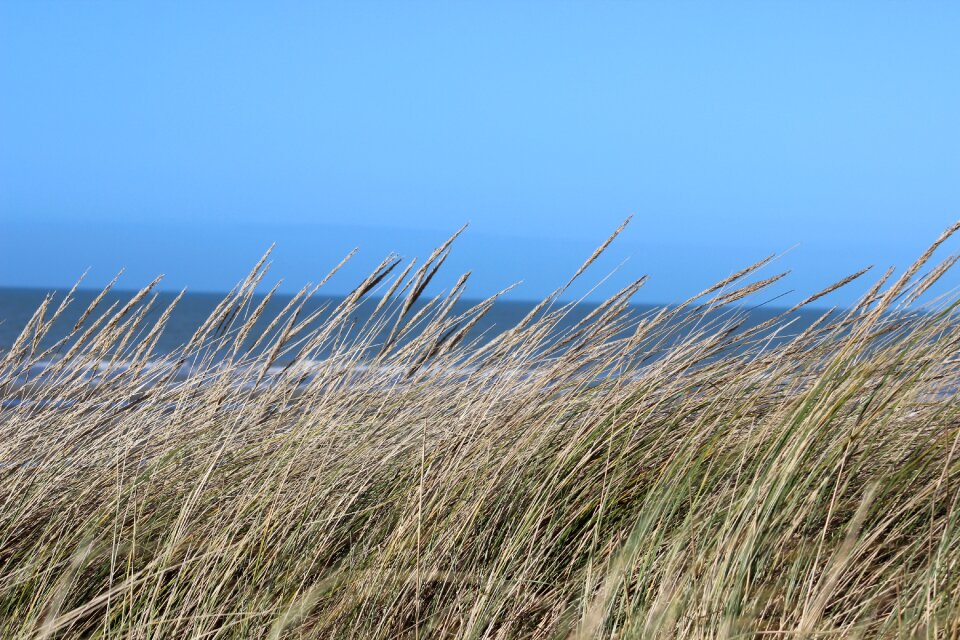 Dunes sea grass seaside