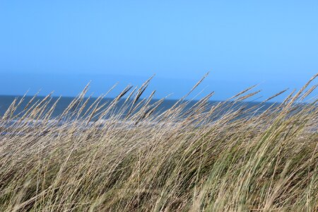 Dunes sea grass seaside