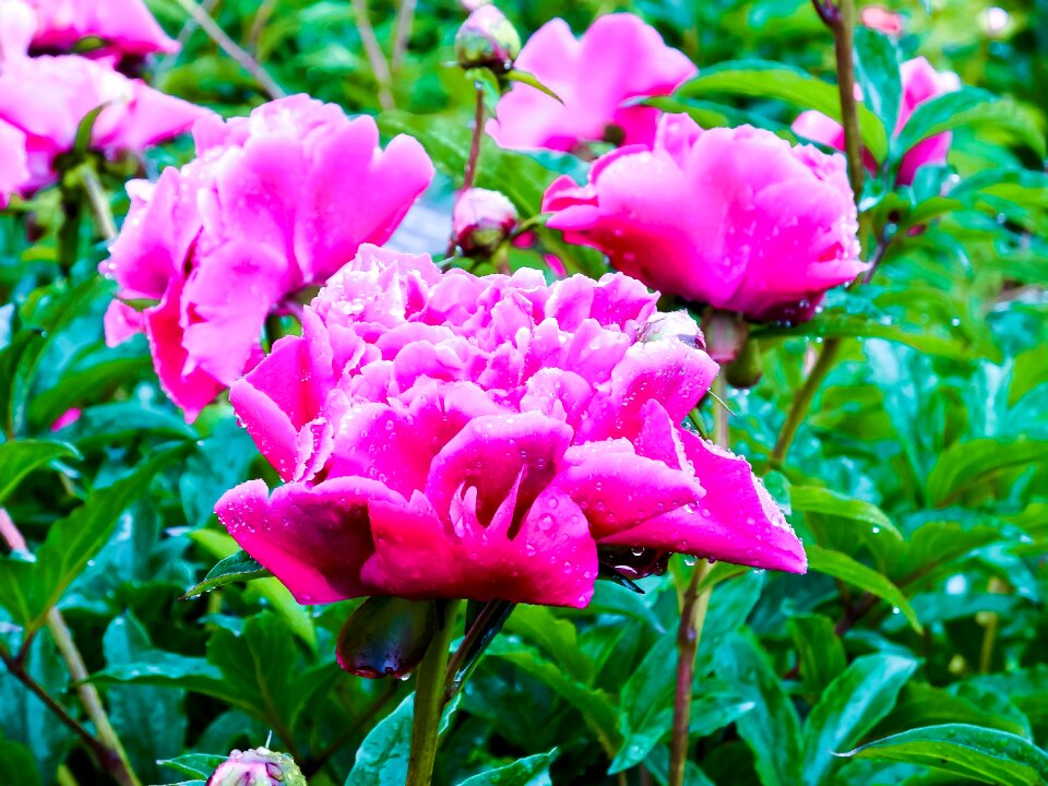 Spring flower flower bud spring