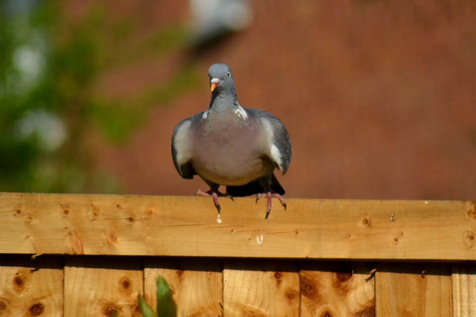 Columba palumbus wild bird sitting on fence