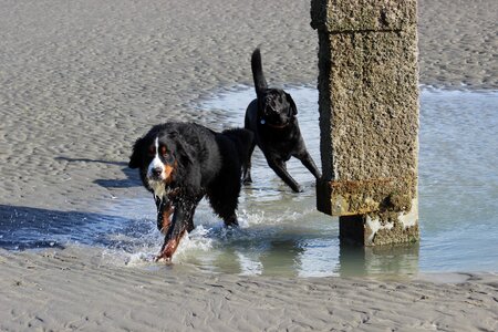 Dogs bernese mountain dog labrador photo