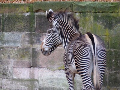 Animal wild animal black and white