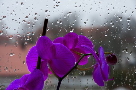 Flower drops pane