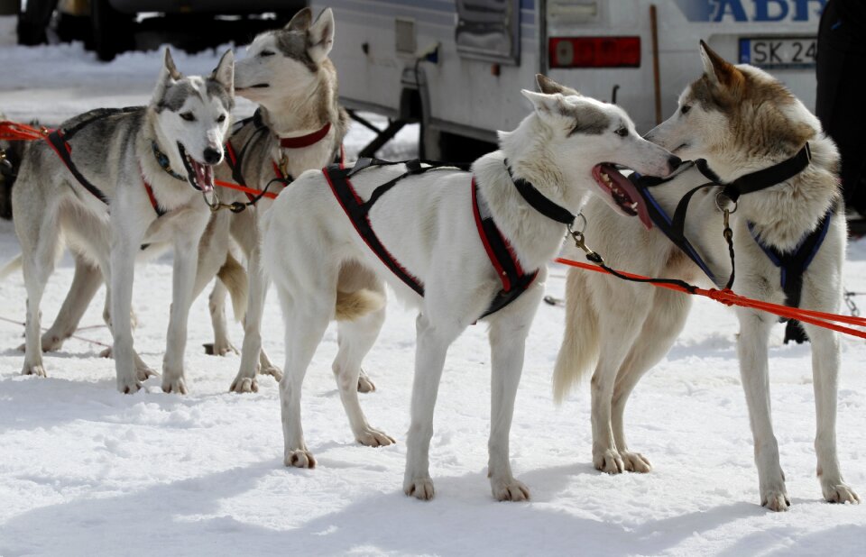 Championship husky dogs