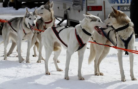 Championship husky dogs