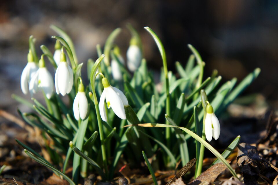 Signs of spring flowers close up