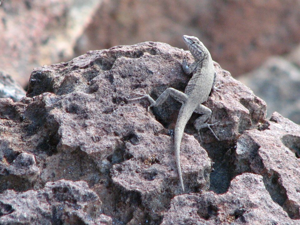 Reptile wild outside