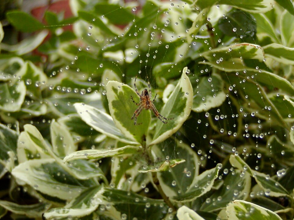 Close up nature dew