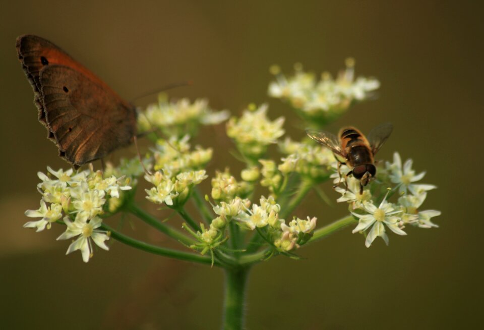 Summer macro butterfly