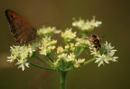 Summer macro butterfly photo