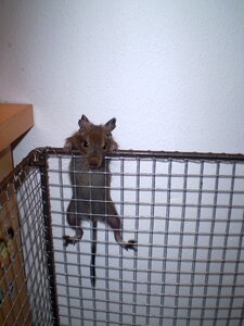 Degu table wall