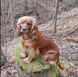 Spaniel brown pet photo