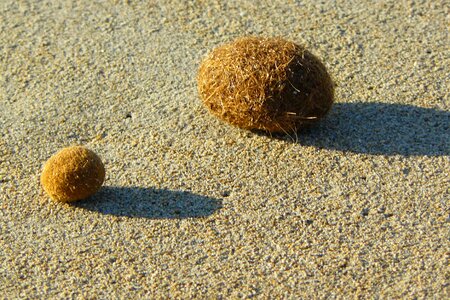 Sand beach dry photo