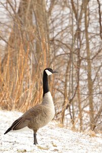 Snow bird wildlife photo