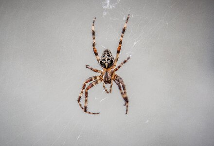 Araneus spider spnnentier