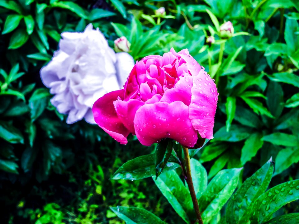 Spring flower flower bud spring