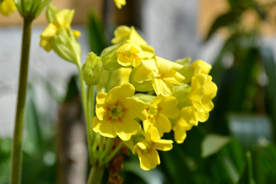 Yellow primula spring