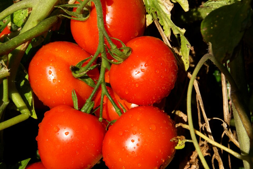 Nature plant healthy food