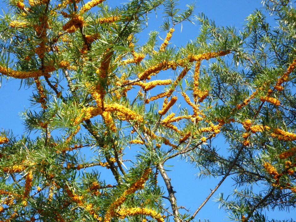 Berries bush nature photo