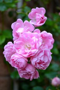 Rambling rose blooms petals photo