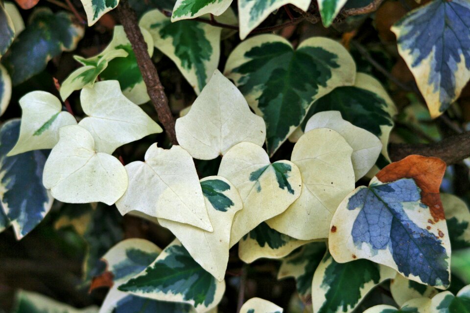 Green white blanched