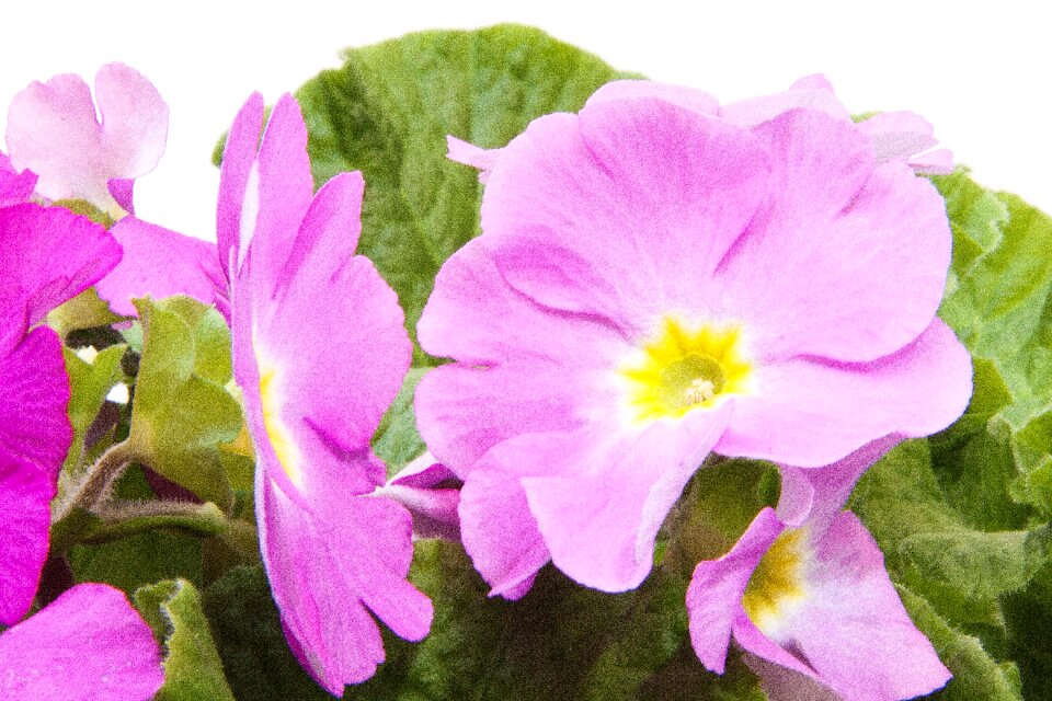 Genus primrose primrose varieties