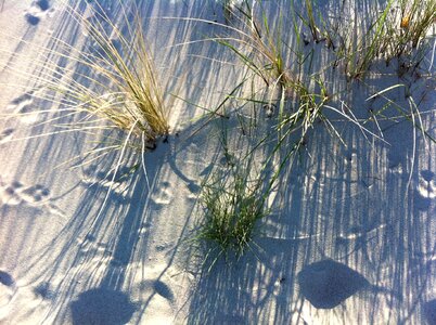 Dune plant shadow