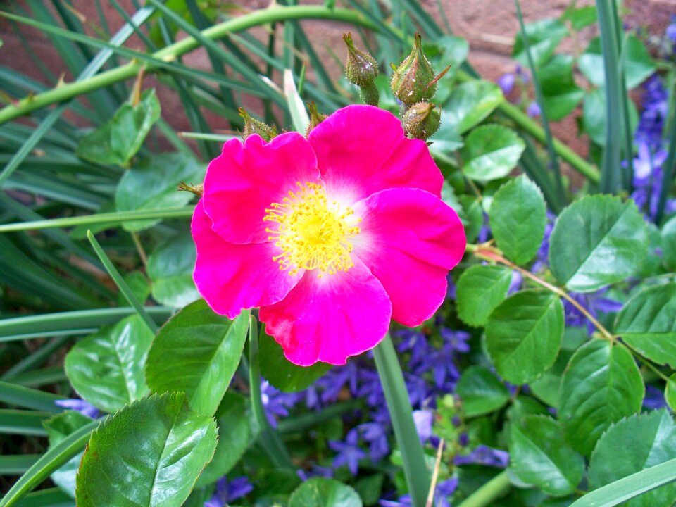 Cerise bush floribunda
