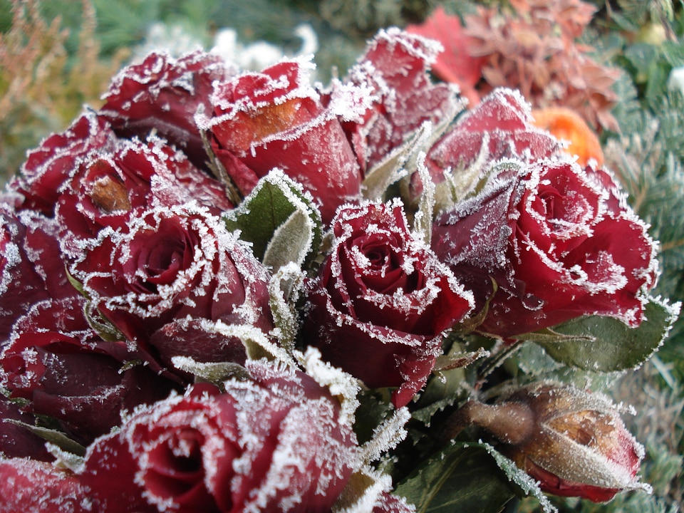 Ice frozen roses