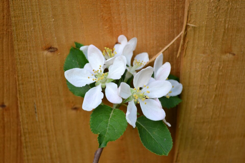 White flower bloom
