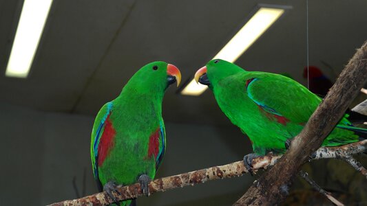 Zoo exotic eclectus photo