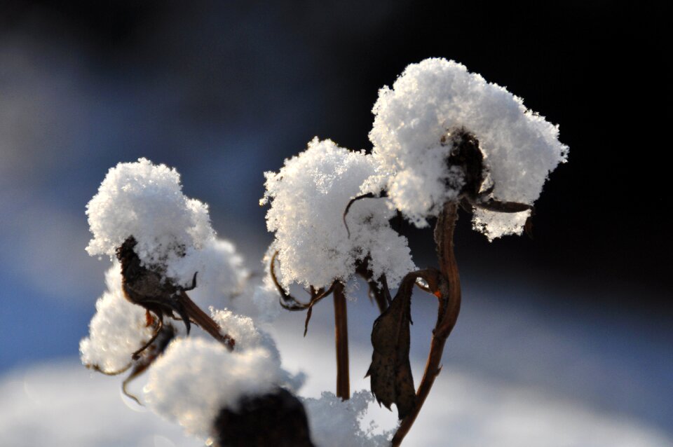 Branch snowy winter mood