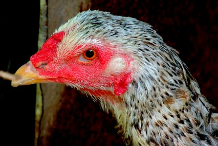 Chicken farm animal