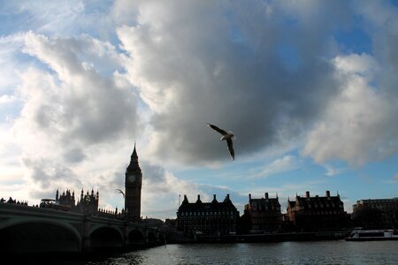 London bird westminster photo