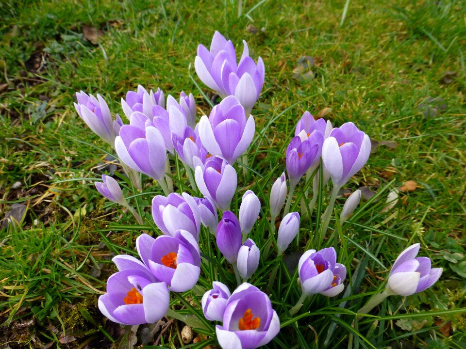 Purple flowers harbinger of spring