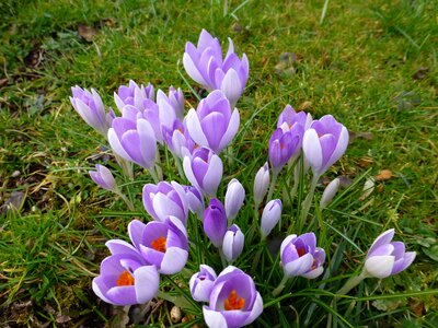 Purple flowers harbinger of spring
