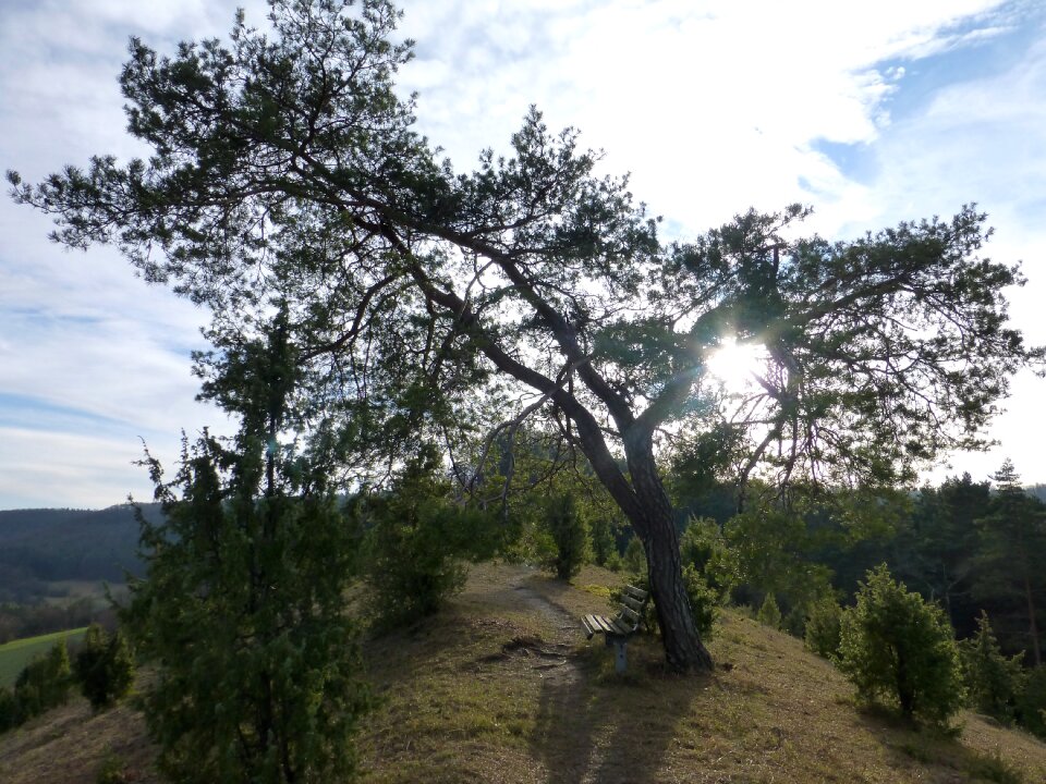 Backlighting mood nature reserve