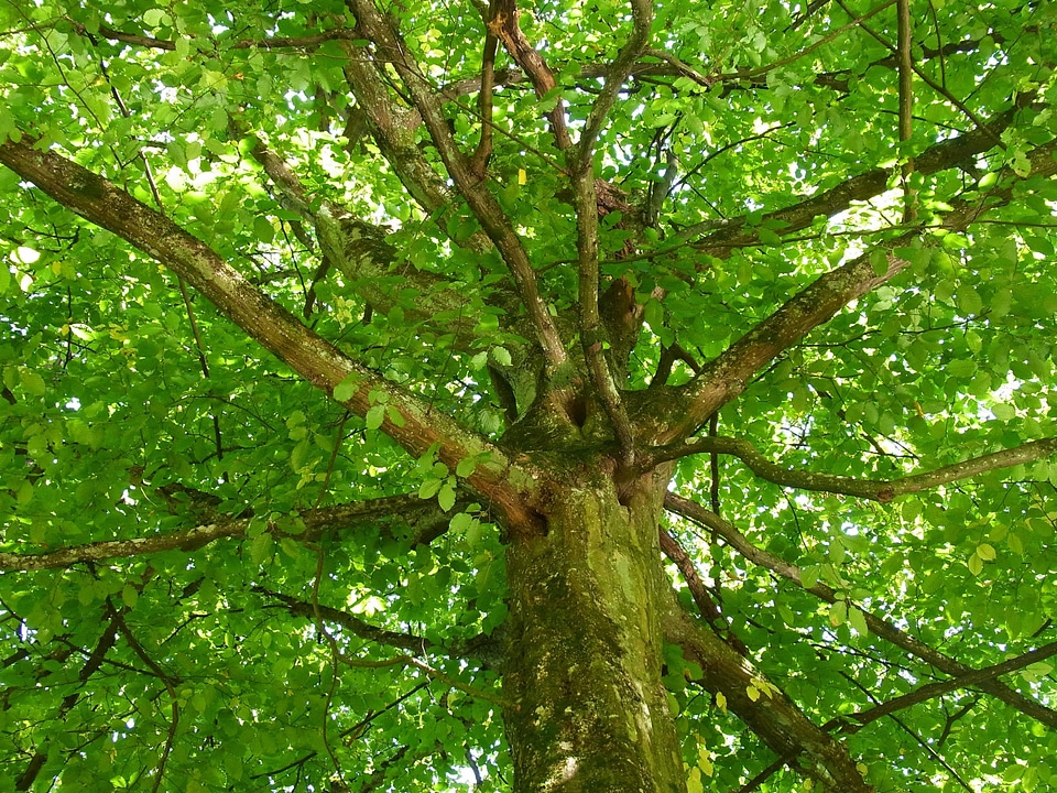 Tree leaves tribe photo