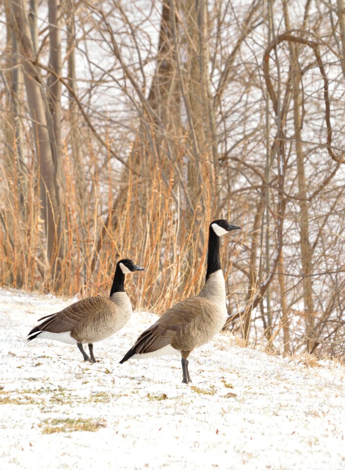 Wildlife nature winter