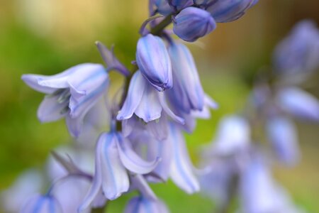 Cultivated bluebell blue bell