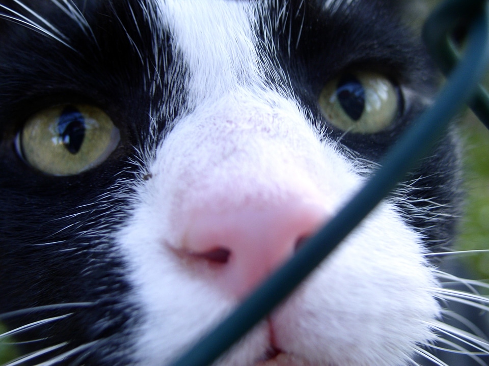 Cat's eyes curious cat nose