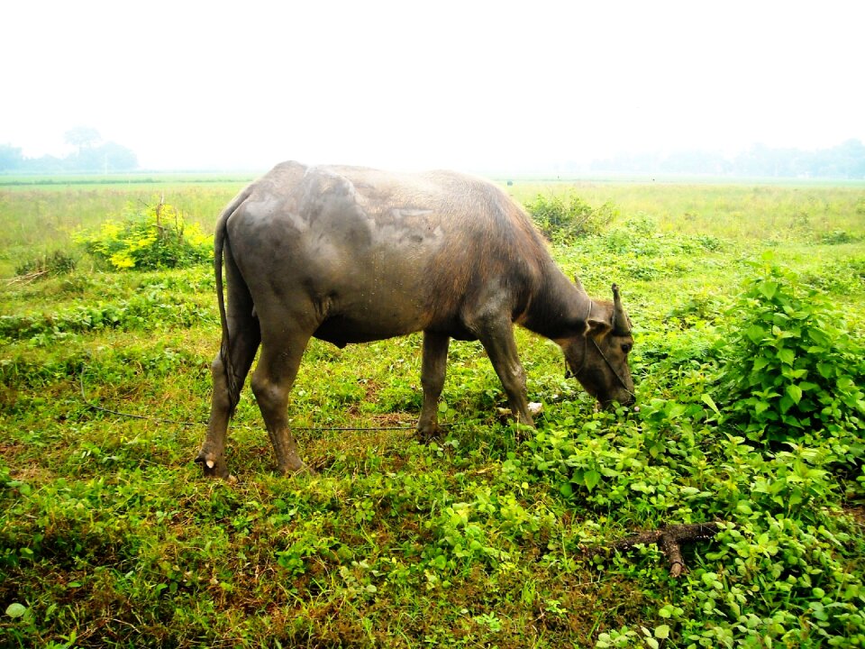 Eating grass green