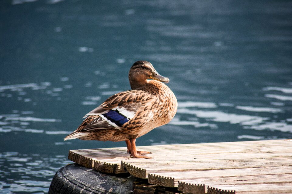 Wild ducks duck water